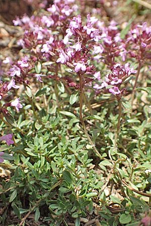 Thymus pulegioides / Large Thyme, F Pyrenees, Mont Llaret 31.7.2018