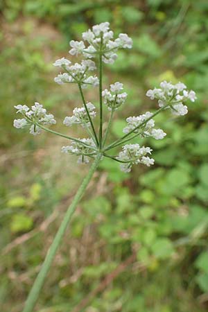 Torilis japonica \ Gewhnlicher Klettenkerbel / Upright Hedge Parsley, F Sturzelbronn 27.7.2017