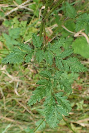 Torilis japonica \ Gewöhnlicher Klettenkerbel / Upright Hedge Parsley, F Sturzelbronn 27.7.2017