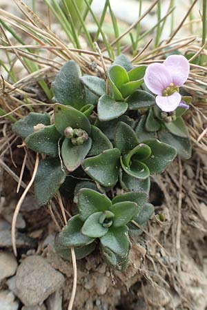 Noccaea rotundifolia \ Rundblttriges Tschelkraut / Round-Leaved Penny-Cress, F Col de la Bonette 8.7.2016