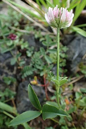 Trifolium montanum subsp. rupestre \ Felsen-Berg-Klee / Pink Mountain Clover, F Col de la Bonette 8.7.2016