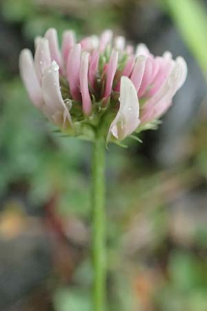 Trifolium montanum subsp. rupestre \ Felsen-Berg-Klee, F Col de la Bonette 8.7.2016