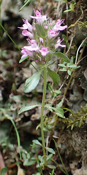 Thymus praecox \ Frhblhender Thymian, Kriech-Quendel / Mother of Thyme, F Pyrenäen/Pyrenees, Canigou 24.7.2018