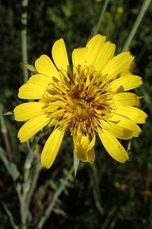 Tragopogon pratensis \ Gewhnlicher Wiesen-Bocksbart, F Camargue,  Mas-Thibert 3.5.2023