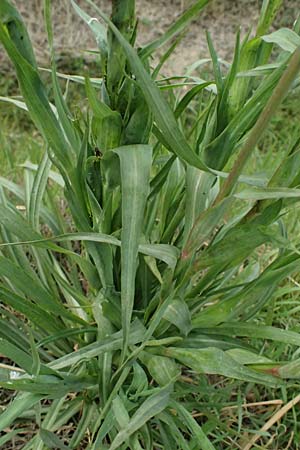 Tragopogon orientalis \ stlicher Wiesen-Bocksbart / Showy Goat's-Beard, F St. Martin-de-Crau 17.3.2024