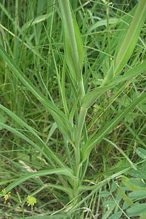 Tragopogon porrifolius subsp. porrifolius \ Lauchblttriger Bocksbart, F Mauguio 13.5.2007