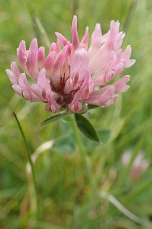 Trifolium repens subsp. prostratum \ Niederliegender Wei-Klee / Western Clover, F Col de la Bonette 8.7.2016