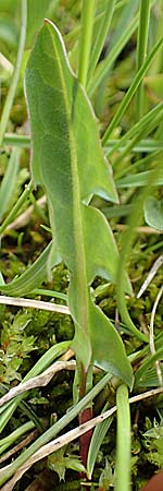 Taraxacum subalpinum / Small-Headed Dandelion, F Col de la Bonette 8.7.2016