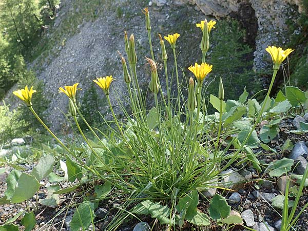 Tragopogon pratensis \ Gewhnlicher Wiesen-Bocksbart, F Col de la Cayolle 9.7.2016