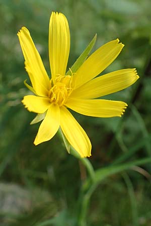 Tragopogon pratensis \ Gewhnlicher Wiesen-Bocksbart / Meadow Salsify, Goat's-Beard, F Pyrenäen/Pyrenees, Eyne 4.8.2018