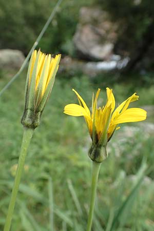 Tragopogon pratensis \ Gewhnlicher Wiesen-Bocksbart, F Pyrenäen, Eyne 4.8.2018