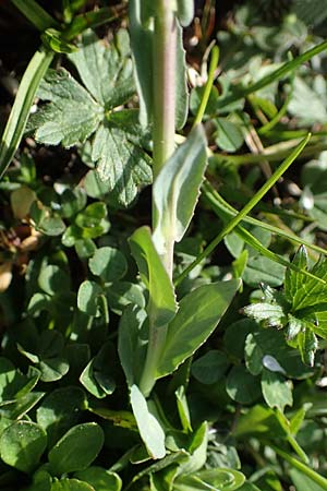 Microthlaspi perfoliatum \ hrchen-Kleintschelkraut, Stngelumfassendes Hellerkraut, F Jura,  Saint-Laurent-en-Grandvaux 5.5.2023