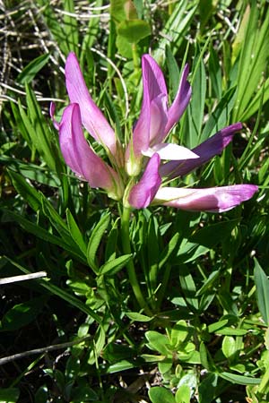 Trifolium alpinum / Alpine Clover, F Col de Saisies 21.6.2008