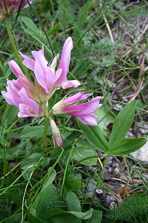 Trifolium alpinum \ Alpen-Klee / Alpine Clover, F Pyrenäen/Pyrenees, Eyne 25.6.2008