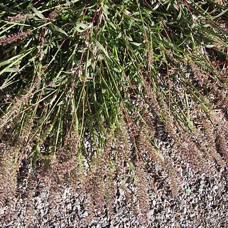 Tragus racemosus \ Traubiges Klettengras / Spike Burr Grass, F Lauterbourg 8.9.2012