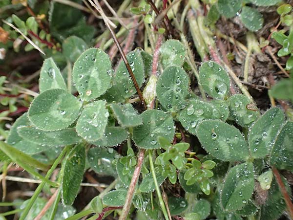 Trifolium pratense subsp. nivale \ Schnee-Klee, F Col de la Bonette 8.7.2016