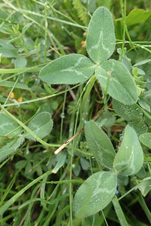 Trifolium pratense subsp. nivale / Snow Clover, F Col de la Bonette 8.7.2016