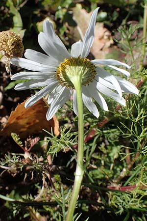 Tripleurospermum perforatum \ Geruchlose Kamille, F Les Deux Alpes 9.10.2021