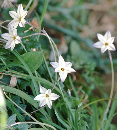 Tristagma uniflorum \ Einblütiger Frühlingsstern / Spring Star Flower, F Giens 8.3.1998