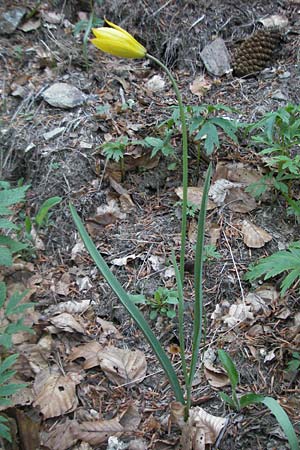 Tulipa sylvestris subsp. australis \ Sdliche Wild-Tulpe / Wild Tulip, F Mont Aigoual 8.6.2006