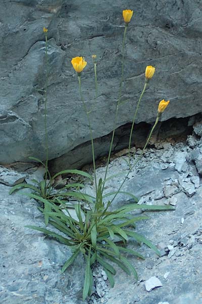 Tolpis staticifolia \ Grasnelkenblttriges Habichtskraut, F Gorges du Bachelard 9.7.2016