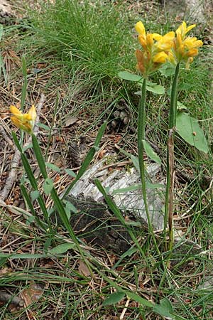 Genista sagittalis \ Flgel-Ginster, F Pyrenäen, Col de Mantet 28.7.2018