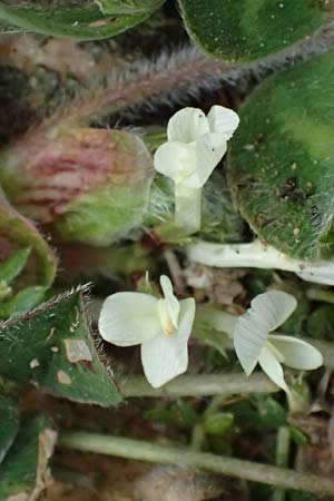 Trifolium subterraneum \ Bodenbrtiger Klee / Subterranean Clover, F St. Martin-de-Crau 17.3.2024