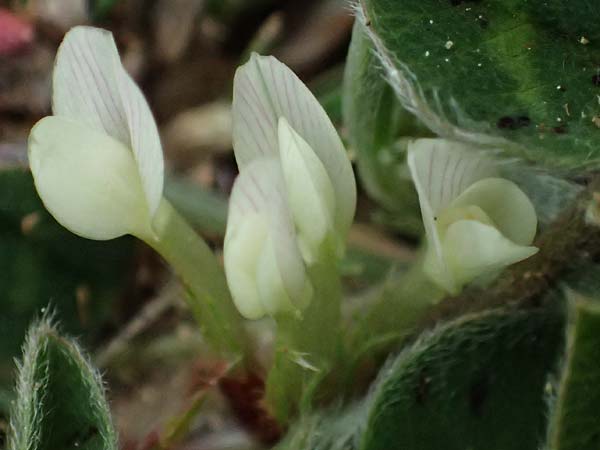 Trifolium subterraneum / Subterranean Clover, F St. Martin-de-Crau 17.3.2024