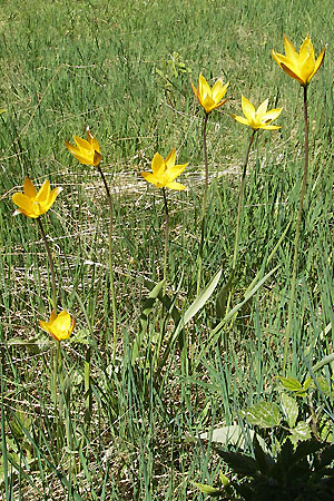 Tulipa sylvestris subsp. australis \ Sdliche Wild-Tulpe / Wild Tulip, F Mont Aigoual 29.5.2009