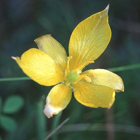 Tulipa sylvestris subsp. australis \ Sdliche Wild-Tulpe / Wild Tulip, F Puget-sur-Argens 14.5.1999