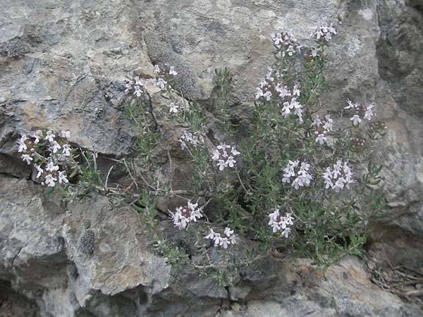 Thymus vulgaris \ Echter Thymian / Common Thyme, F Serres 10.6.2006