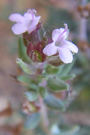 Thymus vulgaris \ Echter Thymian, F Grand Canyon du Verdon 23.6.2008