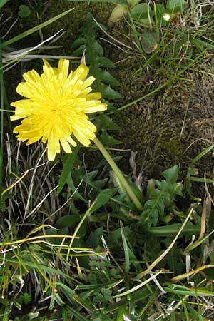 Taraxacum sect. Alpestria ? \ Gebirgs-Lwenzahn / Mountain Dandelion, F Pyrenäen/Pyrenees, Eyne 9.8.2006