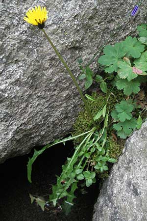 Taraxacum sect. Alpestria ? \ Gebirgs-Lwenzahn, Andorra Grau Roig 10.8.2006