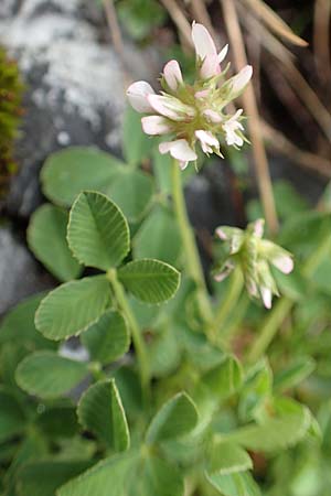 Trifolium nigrescens \ Schwarzwerdender Klee, F Col de la Bonette 8.7.2016