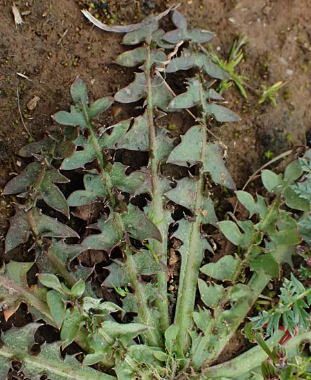 Taraxacum sect. Erythrosperma \ Schwielen-Lwenzahn, Heide-Lwenzahn / Lesser Dandelion, F St. Martin-de-Crau 17.3.2024