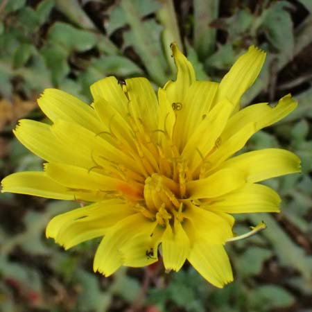 Taraxacum sect. Erythrosperma \ Schwielen-Lwenzahn, Heide-Lwenzahn / Lesser Dandelion, F St. Martin-de-Crau 17.3.2024