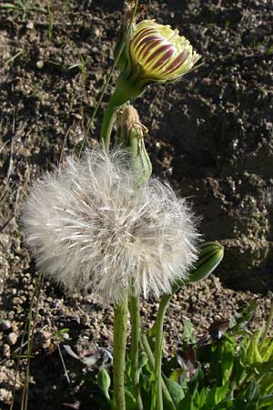 Urospermum dalechampii \ Weichhaariges Schwefelkpfchen, F Greoux-les-Bains 23.6.2008