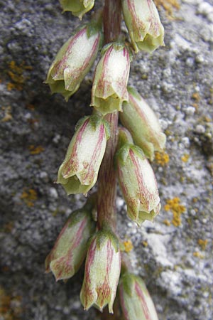 Umbilicus rupestris \ Hngendes Nabelkraut, F Saint Veran (Dourbie) 30.5.2009