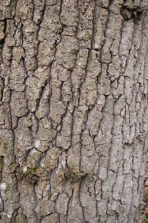 Ulmus minor \ Feld-Ulme, F Seltz 10.3.2013