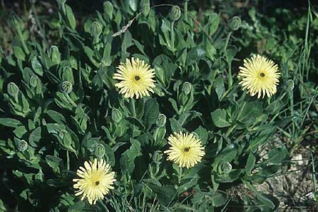 Urospermum dalechampii \ Weichhaariges Schwefelkpfchen / Sheep's Beard, F Chaine du l'Estaque 30.4.2005