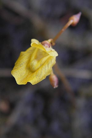 Utricularia minor \ Kleiner Wasserschlauch / Lesser Bladderwort, F Bitche 28.7.2009