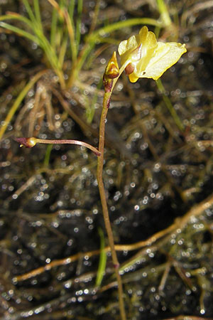 Utricularia minor \ Kleiner Wasserschlauch / Lesser Bladderwort, F Bitche 28.7.2009