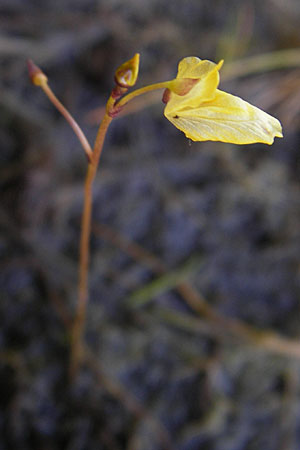 Utricularia minor \ Kleiner Wasserschlauch / Lesser Bladderwort, F Bitche 28.7.2009