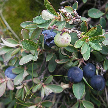 Vaccinium gaultherioides \ Kleinblttrige Moorbeere / Bog Bilberry, F Pyrenäen/Pyrenees, Eyne 9.8.2006