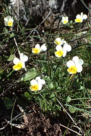 Viola arvensis \ Acker-Stiefmtterchen / Field Pansy, F Luberon bei/near Robion 16.3.2024