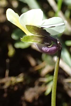 Viola arvensis \ Acker-Stiefmtterchen / Field Pansy, F Luberon bei/near Robion 16.3.2024