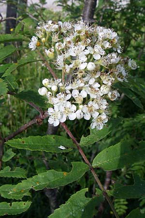 Sorbus aucuparia \ Vogelbeere, Eberesche / Rowan, F Vogesen/Vosges, Grand Ballon 21.6.2008