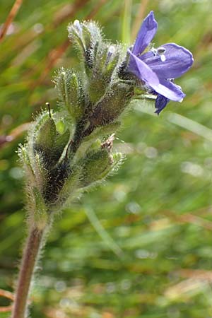 Veronica bellidioides \ Malieb-Ehrenpreis / Dwarf Blue Speedwell, F Col de la Cayolle 9.7.2016