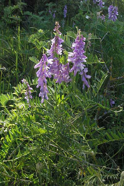 Vicia cracca \ Vogel-Wicke / Tufted Vetch, F Causse du Larzac 7.6.2006